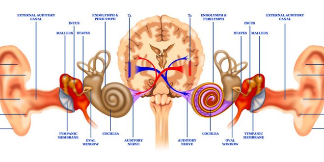 شنوایی دو گوشی